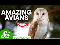 Bird Navigation and Communication