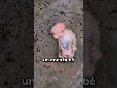 Este mono estaba abandonado 😞 #animales #animalesincreibles #viralvideo