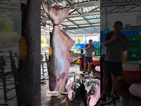 Panen ikan patin sebesar orang dewasa #budidayaikan #ikanpatin #faktaunik #shortvideo