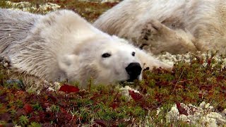 Polar Bears: Summer Arctic Life Documentary Film