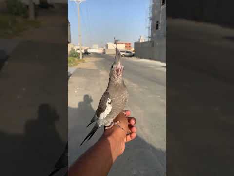 ูุฑูุงู ูุฏุฏ ุฎุงุฑุฌู.โค๏ธ #ุชุฑููู