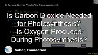 Is Carbon Dioxide Needed for Photosynthesis? Is Oxygen Produced During Photosynthesis?