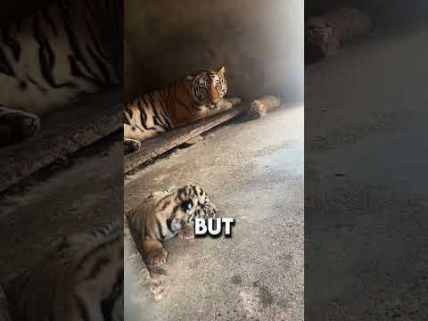 do NOT get close to a TIGER CUB! 🐯