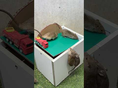 Rat traps creative/easy Mouse traps