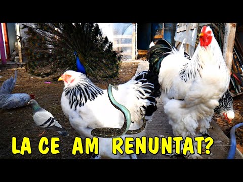 DE CE am renunțat la UNELE dintre ele?