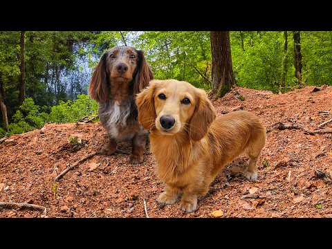 Ollie En Moos In Het Bos!