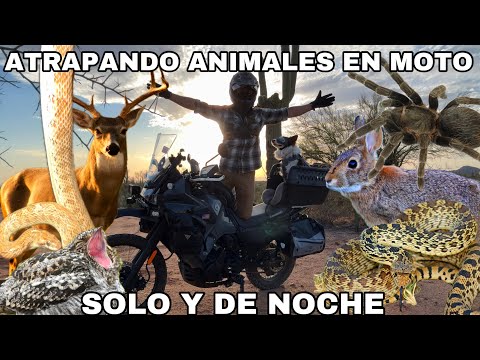 Safari En Moto Bajo Las Estrellas Del Desierto
