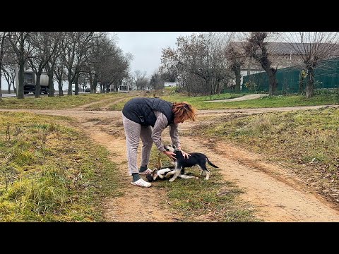 Rescuing Two Helpless Puppies Abandoned on the Roadside