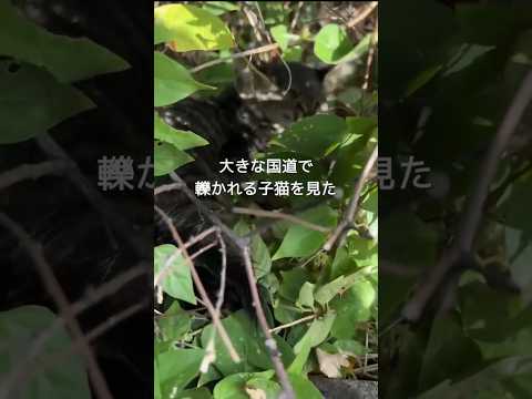 大きな国道で後ろ足を引きずりながら動けなくなった子猫  #shorts #保護猫 #子猫