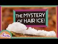 Understanding Hair Ice and Water Cohesion