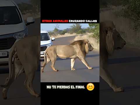 El tigre cruzando la calle #leon #tigre #felinos