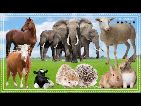 Animals that live on the Farm: Horse, Elephant, Sheep, Hedgehog, Rabbit - Sound of Domestic Animals