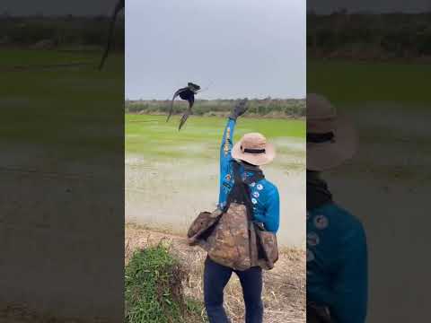 ปล่อยเลเซอร์ เหยี่ยวจับเหยื่อตัวใหญ่ #falcon #eagle #hawk #shortvideo #เหยี่ยว #นก