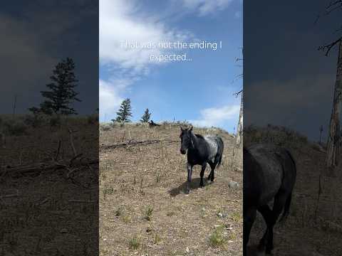I can’t stop laughing 🤣 #horse #horselife #funnyhorses #horsegirl #blueroanhorse