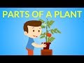 Exploring the Parts of a Plant