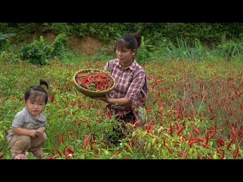 Harvesting bright red chili gardens to sell, gathering firewood branches, and drying peanuts