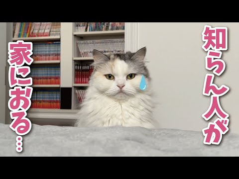 知らない人がリビングで寝ててパニックになる猫【関西弁でしゃべる猫】【猫アテレコ】