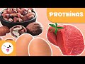 Conociendo las Proteínas