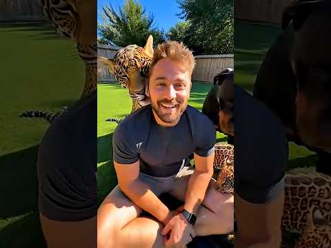 Pregnant Jaguar Wouldn’t Stop Crying… So I Took Her Home #shorts #animals