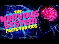 Exploring the Central Nervous System for Kids