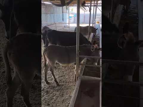 Funniest Donkey Ever Donkey Training the fun way 100