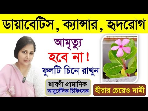 নয়ন তারার ফুল পাতা শেকড় সারাবে যে সব রোগ জানলে অবাক হবেন | Benefits of Catharanthus roseus