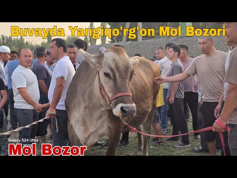 Bugun Daxshat Boldi Buvayda Yangiqo'rg'on Mol Bozori Ashaddiy Obunachilar Uchun 