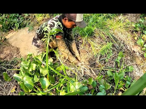 MENCARI SARANG IKAN YANG TERJEBAK DI DALAM LUMPUR DAN NYARIS KERING