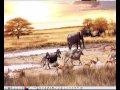 Ecosystem Factors and Organization