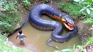 The Giant Anaconda: Amazon’s Living Legend