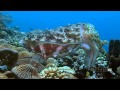 Cuttlefish Intelligence and Behavior