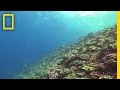 Exploration of Flint Island's Coral Reefs
