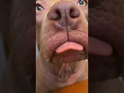 Застал собаку врасплох #питбульджина #shorts #funnydogs #pitbulls #cutedogs #doglife #funnyvideo