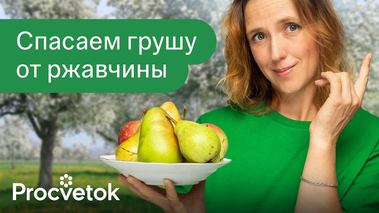 Как я спасла грушу от ржавчины вот лучшее средство для обработки груш от ржавчины и других болезней