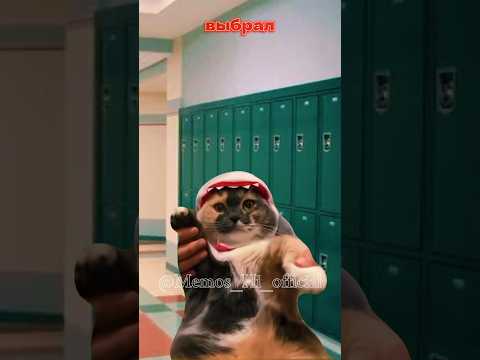 Котик знает всё на свете! 😱 /Все футажи ты найдёшь ты найдёшь у меня в тг!