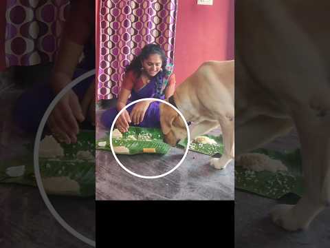 Trying not to laugh 😂 || Nangurama Irangura #shorts #song #dog #comedy #funny #labrador #beersong