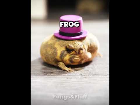 Animals That Look Cute But Can Kill You Part 1