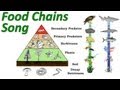 Understanding Food Chains and Energy Flow