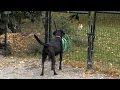 Understanding Dog Tail Wagging