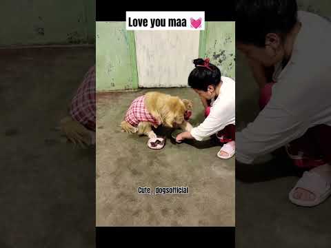 hahahaha ๐คฃ #funny #rockythecutie #viralvideo #comedyvideos #rockydog #pets #doglover #comedyshorts
