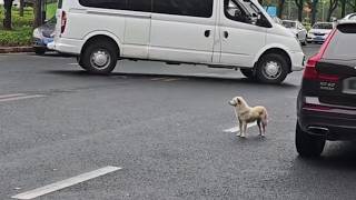 She Waited in the Rain for the Owner Who Never Came Back... Until Love Found Her Again!