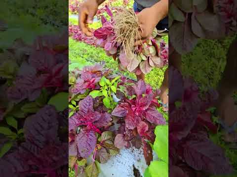 ചീരയുടെ കളർ മാറിയപ്പോൾ