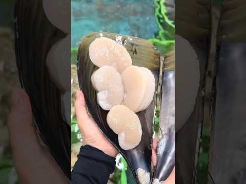 直径20cm超！幻の天然平貝が旨すぎて衝撃…