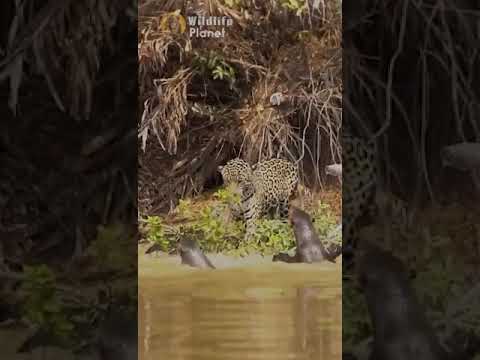 Jaguar vs Giant Otters #shorts
