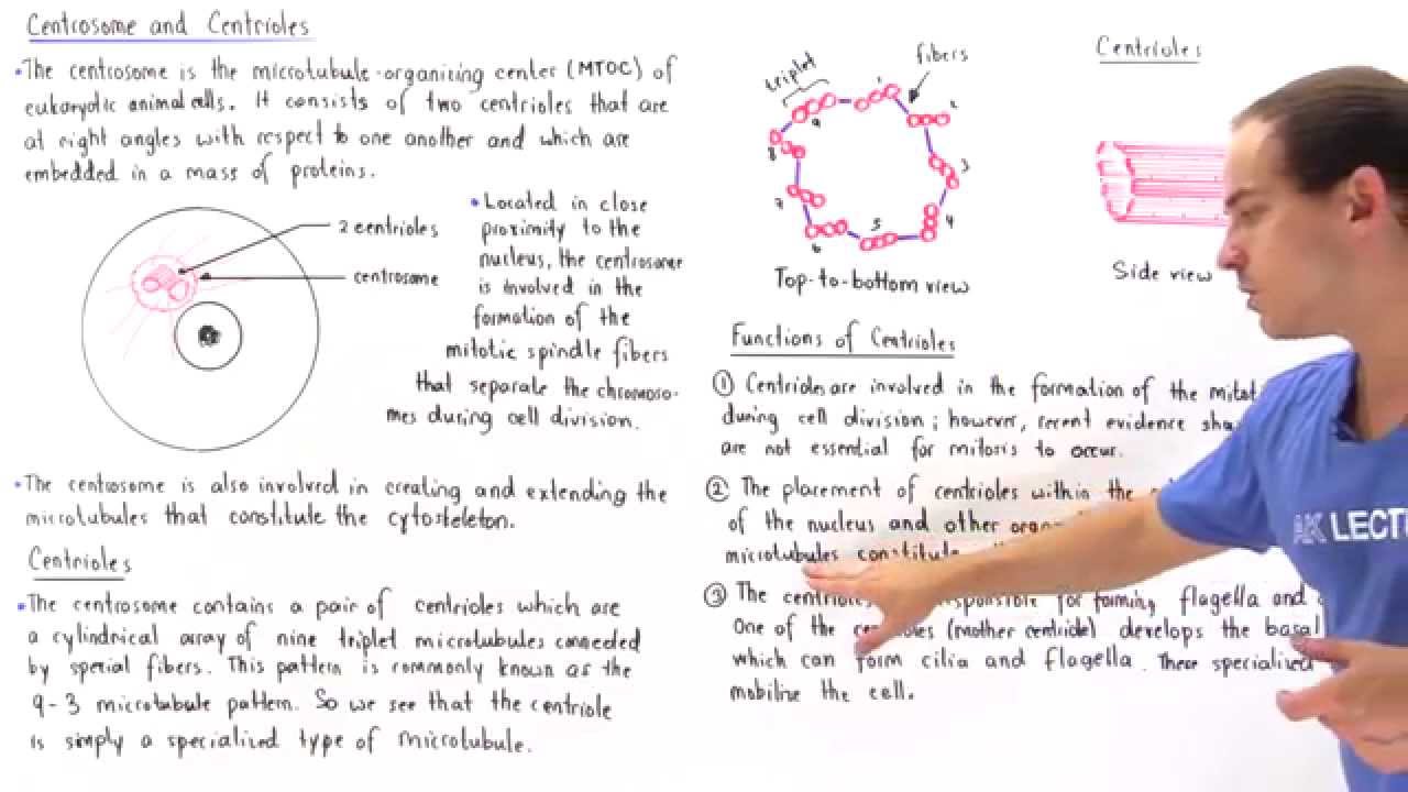 Centrosome and Centrioles