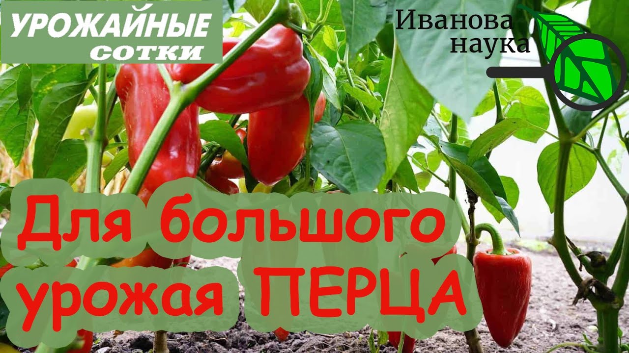 Большой урожай перца без регулярных поливов. Это реально?