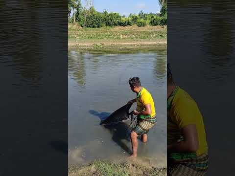 দেখেন ভাই নতুন কৌশলে মাছ কিভাবে ধ রে😱😱