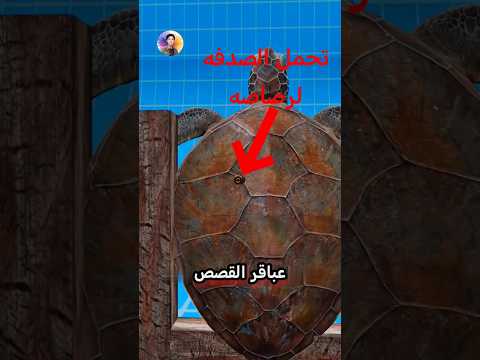 هل صدفة السلحفاة اقوى من!! (درع واقي الرصاص) من المعقول 🤨🤔
