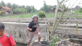 Hujan deras semaleman!!saatnya mancing Panen lele tiongkok