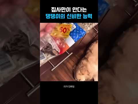 댕댕이의 신비한 능력